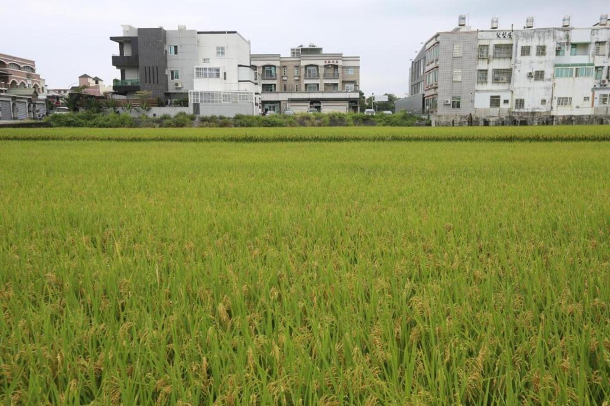 自由之丘民宿 L 寵物友善 Taitung Екстериор снимка